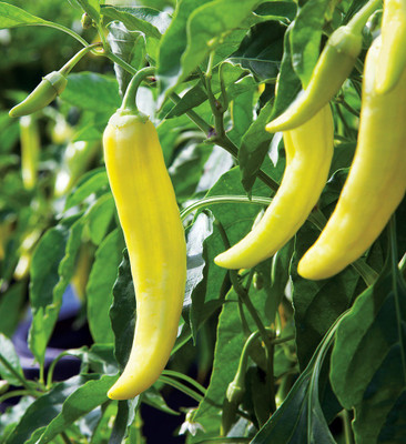 Greenry Banana Peeper Seed(100 per packet)