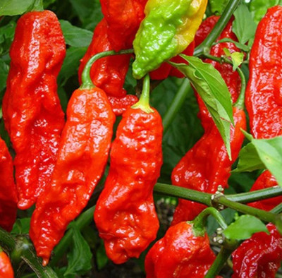 Cloud Farm Chilli Seeds Seed(90 per packet)