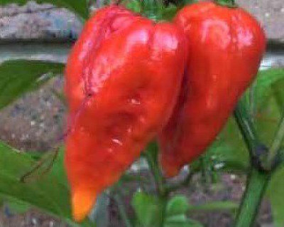 Cloud Farm Chilli Seeds Seed(90 per packet)