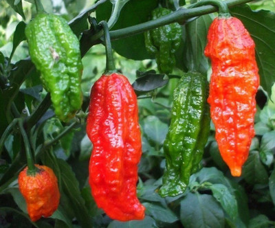 Cloud Farm Chilli Seeds Seed(100 per packet)