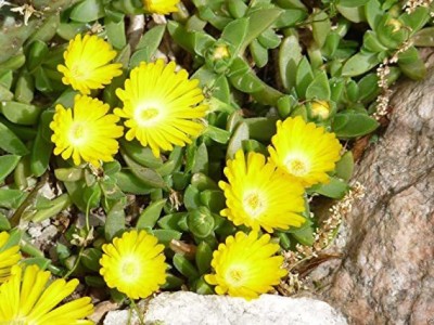 Srushtitraders Delosperma Congestum Gold Nugget (30 Seeds) Very Cold Hardy Succulent Ice Plant Seed(20 per packet)