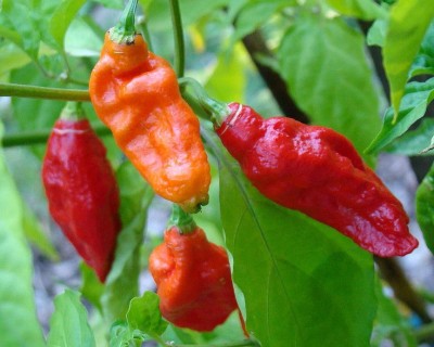 Cloud Farm Chilli Seeds Seed(100 per packet)