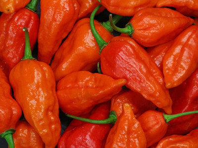 Cloud Farm Chilli Seeds Seed(90 per packet)