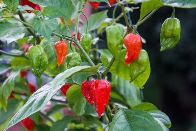 Cloud Farm Chilli Seeds Seed(100 per packet)