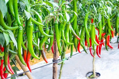 Cloud Farm Chilli Seeds Seed(90 per packet)