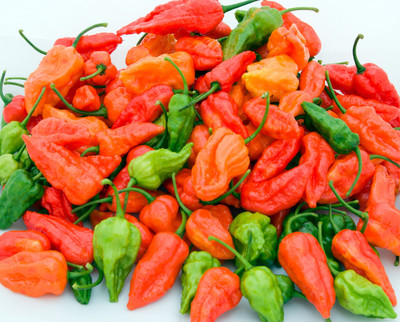 Cloud Farm Chilli Seeds Seed(90 per packet)