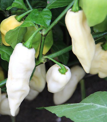 Cloud Farm Chilli Seeds Seed(90 per packet)