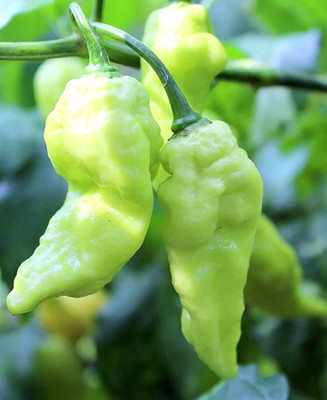Cloud Farm Chilli Seeds Seed(100 per packet)