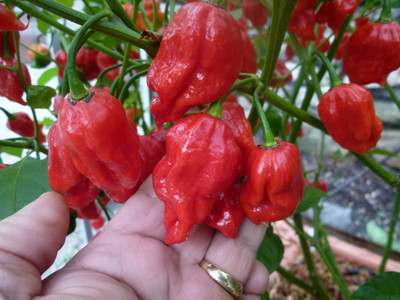 Cloud Farm Chilli Seeds Seed(90 per packet)