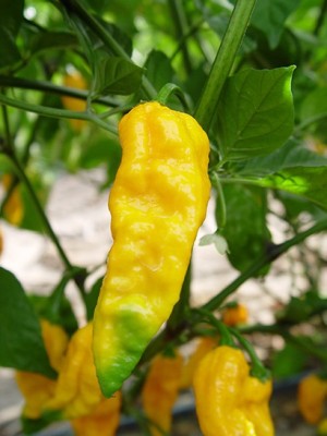 Cloud Farm Chilli Seeds Seed(100 per packet)