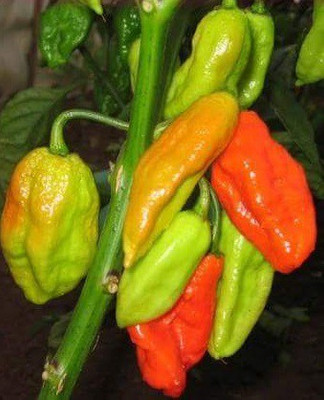 Cloud Farm Chilli Seeds Seed(90 per packet)