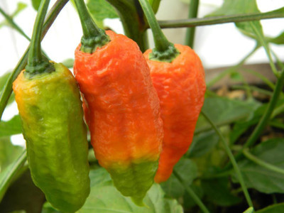 Cloud Farm Chilli Seeds Seed(90 per packet)
