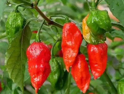 Cloud Farm Chilli Seeds Seed(100 per packet)