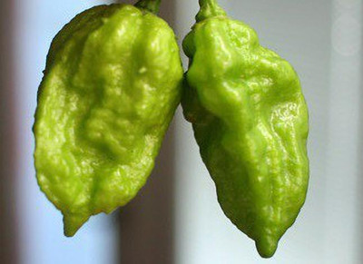 Cloud Farm Chilli Seeds Seed(100 per packet)