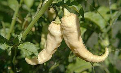 Cloud Farm Chilli Seeds Seed(90 per packet)