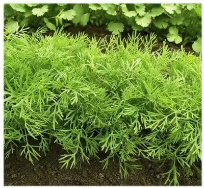 Aro Dill, Soya Seed(50 per packet)