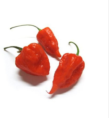 Cloud Farm Chilli Seeds Seed(100 per packet)