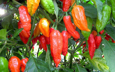 Cloud Farm Chilli Seeds Seed(100 per packet)