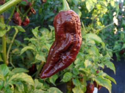 Cloud Farm Chilli Seeds Seed(100 per packet)