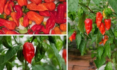 Cloud Farm Chilli Seeds Seed(90 per packet)