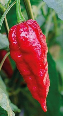 Cloud Farm Chilli Seeds Seed(100 per packet)