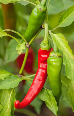 Cloud Farm Chilli Seeds Seed(100 per packet)
