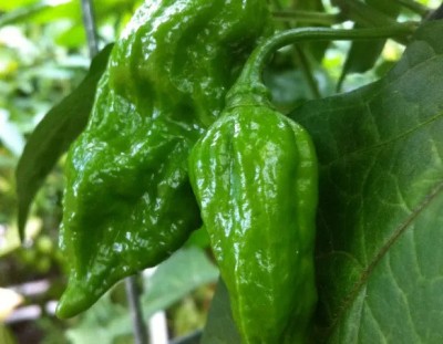 Cloud Farm Chilli Seeds Seed(90 per packet)