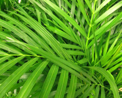 Ukanda Areca Palm(Hybrid, Pack of 1)