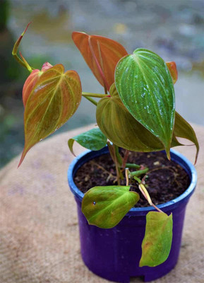 PB MANDRIA PLANT Money Plant(Hybrid, Pack of 1)