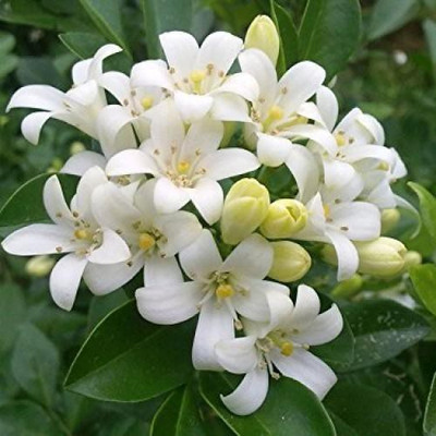 ABEFARIYA Jasmine Plant(Hybrid, Pack of 1)