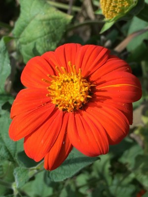 madrid Mexican Sunflower Tithonia Seed(80 per packet)