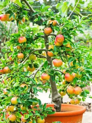 Aro apple Seed(46 per packet)