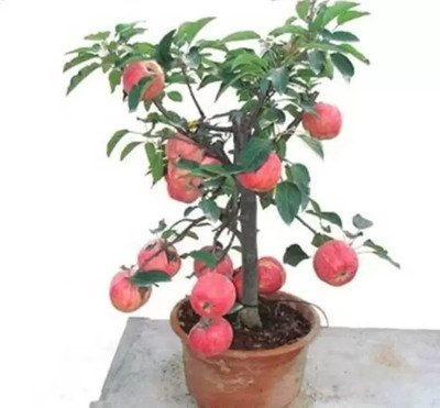 Chalisa Apple Seed(82 per packet)