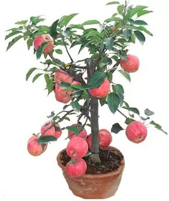 Chalisa Apple Seed(55 per packet)