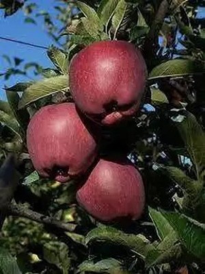 Aro Apple Seed(10 per packet)