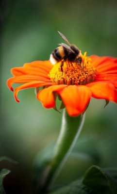 madrid Tithonia rotundifolia, 'Torch'Mexican Sunflower Seed(80 per packet)