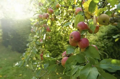 MAA Apple Seed(25 per packet)