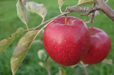 MAA Apple Seed(43 per packet)