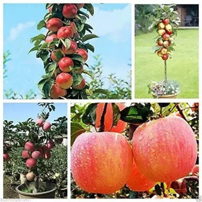 Chalisa Apple Seed(49 per packet)