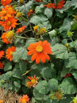 madrid Mexican Sunflower Tithonia Seed(10 per packet)