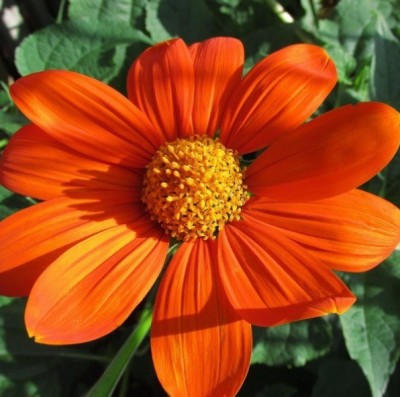 madrid Mexican Sunflower (Tithonia Rotundifolia) Seed(80 per packet)