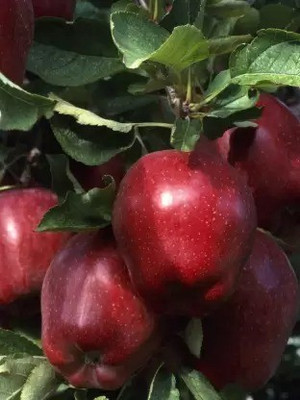 Chalisa Apple Seed(40 per packet)