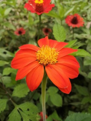 madrid Orange Tithonia Mexican Sunflower Seed(70 per packet)
