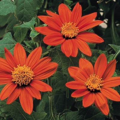 madrid Tithonia Flower Seed(50 per packet)