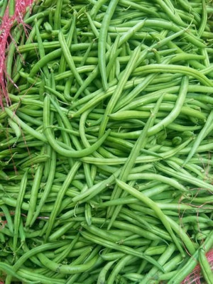 XOLDA Hybrid Beans Seed(60 per packet)