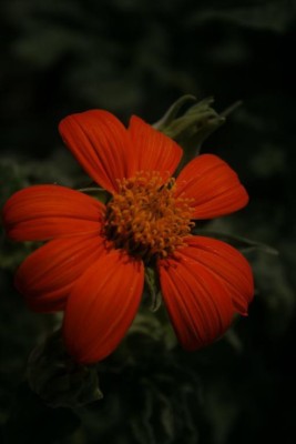 madrid Tithonia rotundifolia, 'Torch'Mexican Sunflower Seed(70 per packet)