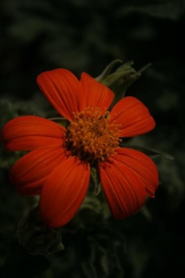 madrid Tithonia rotundifolia, 'Torch'Mexican Sunflower Seed(30 per packet)