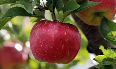 MAA Apple Seed(67 per packet)