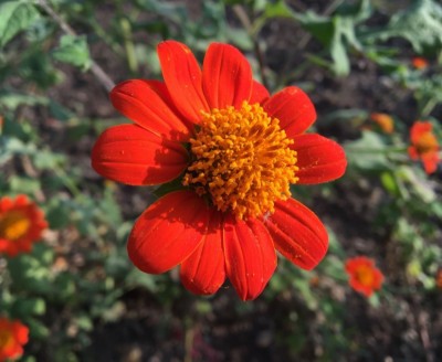 madrid Tithonia Flower Seed(50 per packet)