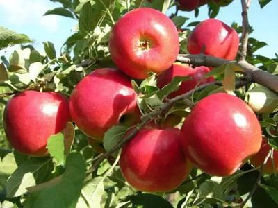 Chalisa Apple Seed(82 per packet)